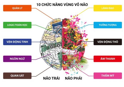 10 chức năng não bộ